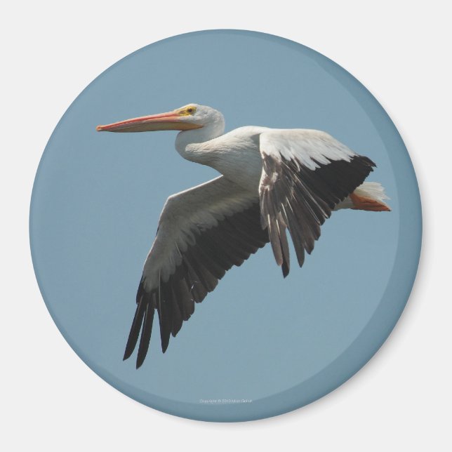 Imã Imagem Pelicana Voadora 5 (Frente)