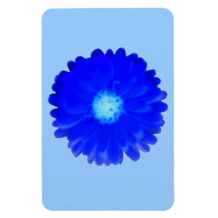 Ímã Imagem Premium Azul legal Marigold