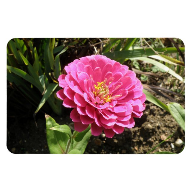 Ímã Imagem Premium de Zinnia Rosa (Horizontal)