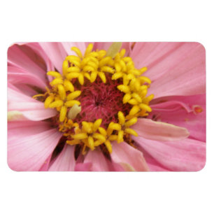 Ímã Imagem Premium de Zinnia Rosa bonito