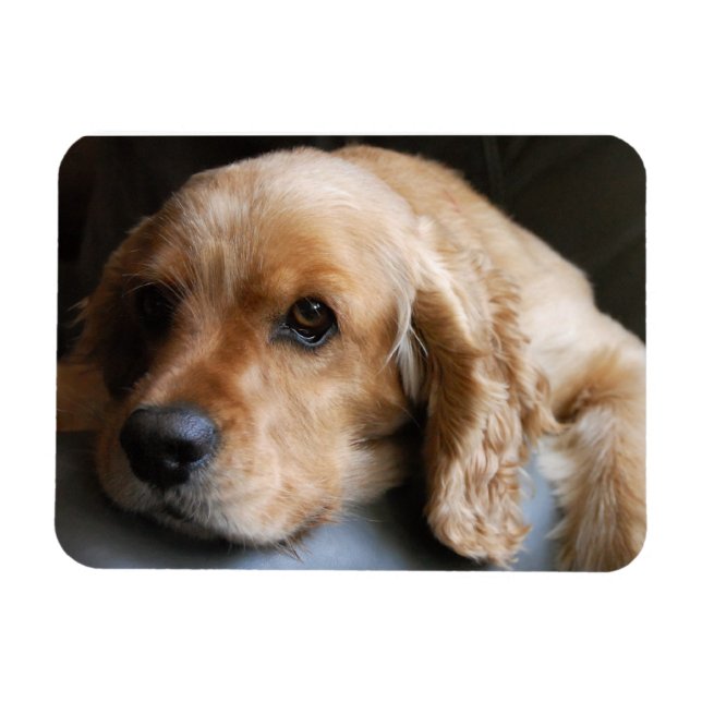 Ímã Imagem Premium do Cocker Spaniel (Horizontal)