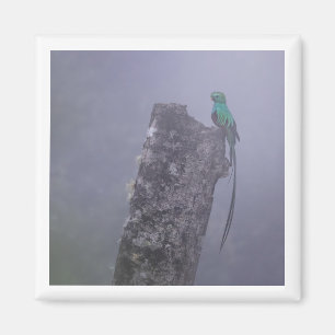 Imã Imagem Quetzal 2x2 Resplendível