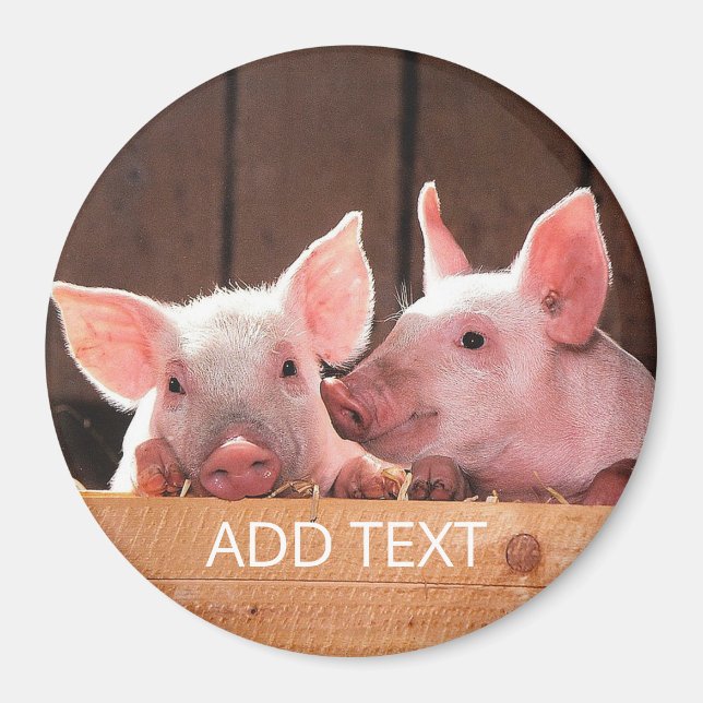 Imã Imagem Redonda de Suínos (Frente)
