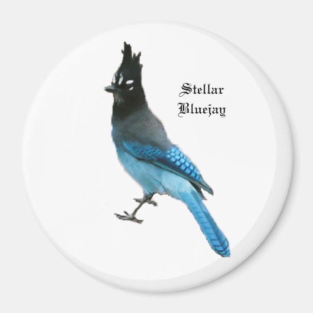 Imã Imagem stellar Blue Jay (Frente)
