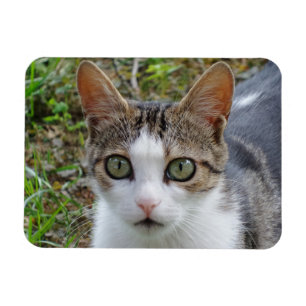 Ímã Imagem Tabby/White Cat 3"x4"