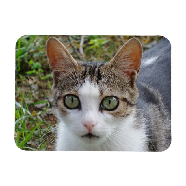 Ímã Imagem Tabby/White Cat 3"x4" (Horizontal)