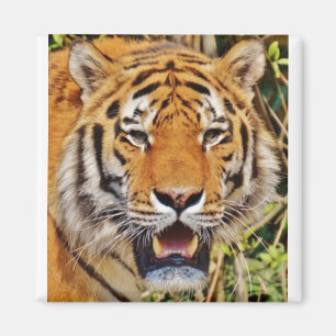 Imã Imagem Tiger!