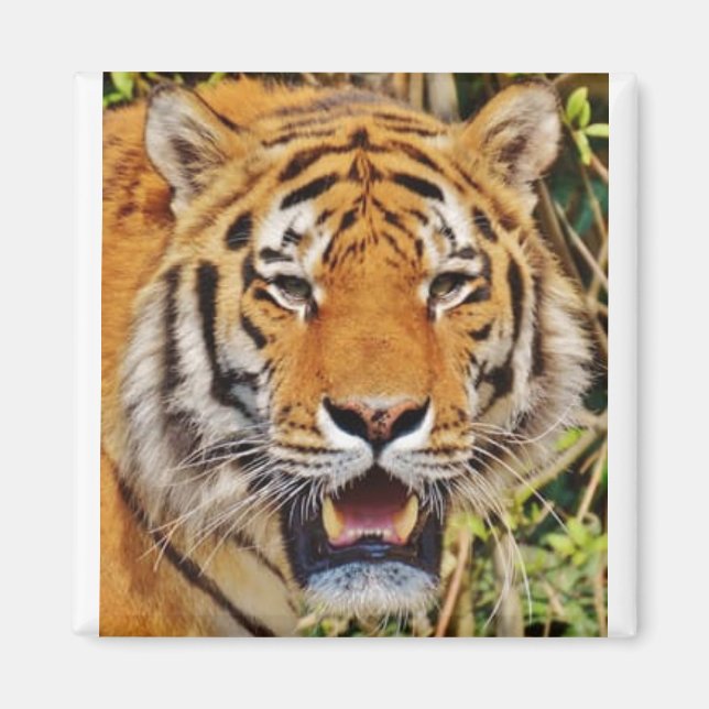 Imã Imagem Tiger! (Frente)