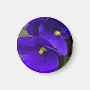 Imã Imagem violeta africana
