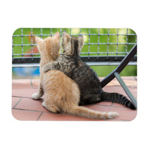 Ímã Imagens de Getty dois gatinhos em um balcão