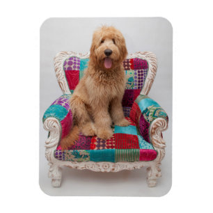 Ímã Imagens de Getty   Goldendoodle bonito