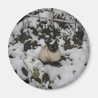 Imã Imagens de Neve, Gato de Neve