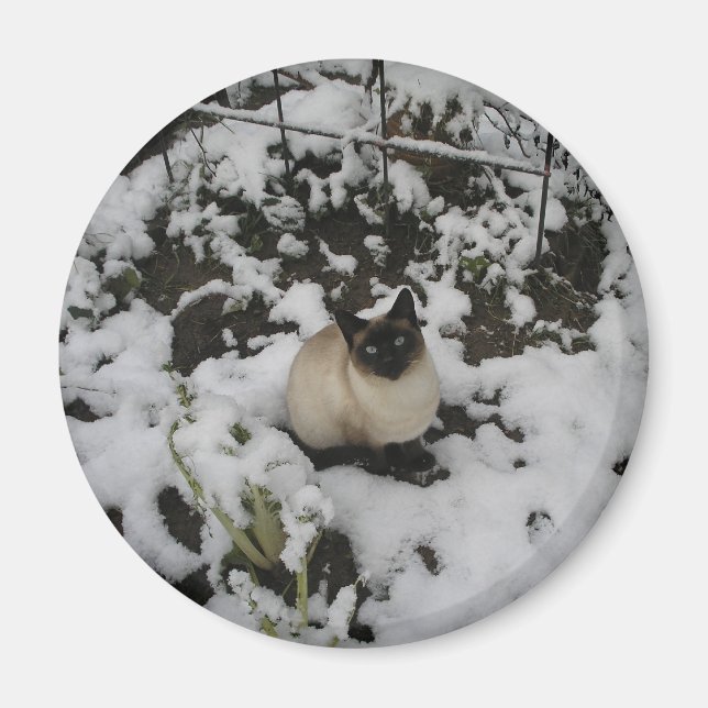 Imã Imagens de Neve, Gato de Neve (Frente)