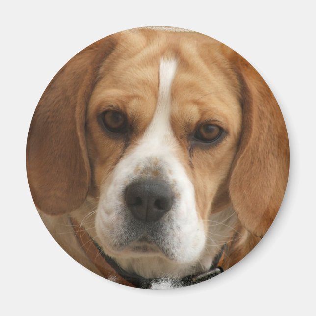 Imã Imagens do Beagle Redondas (Frente)