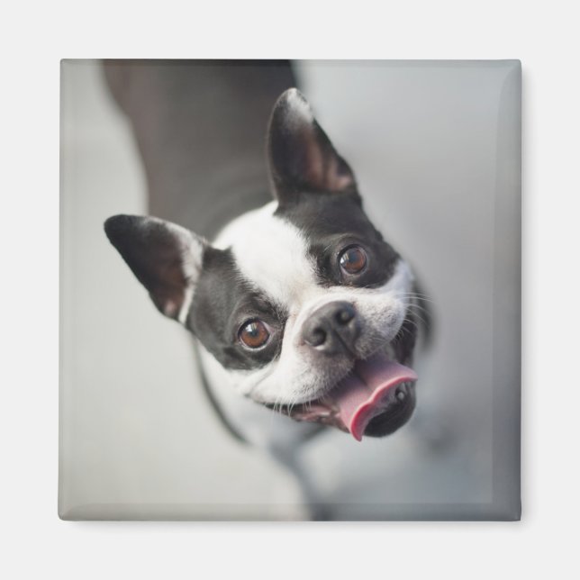 Imã Imagens Getty | Buldogue francês (Frente)