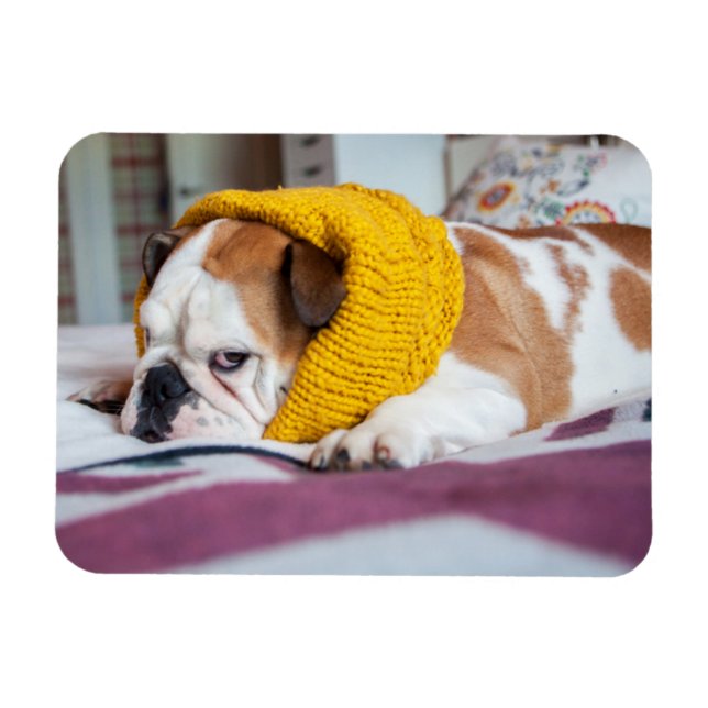 Ímã Imagens Getty | Buldogue Inglês (Horizontal)