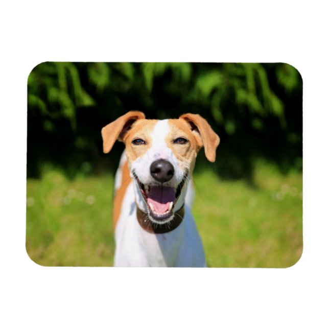 Ímã Imagens Getty | Cachorro Rindo (Horizontal)