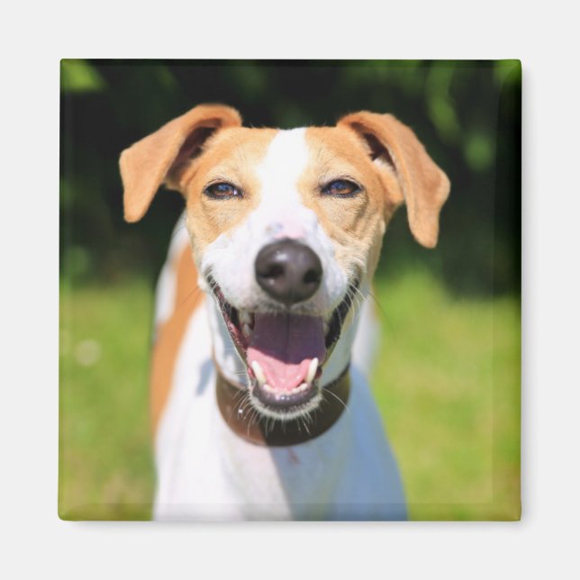Imã Imagens Getty | Cachorro Rindo (Frente)
