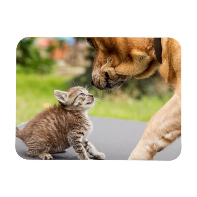 Ímã Imagens Getty | Cachorros E Gatos Apaixonados (Horizontal)