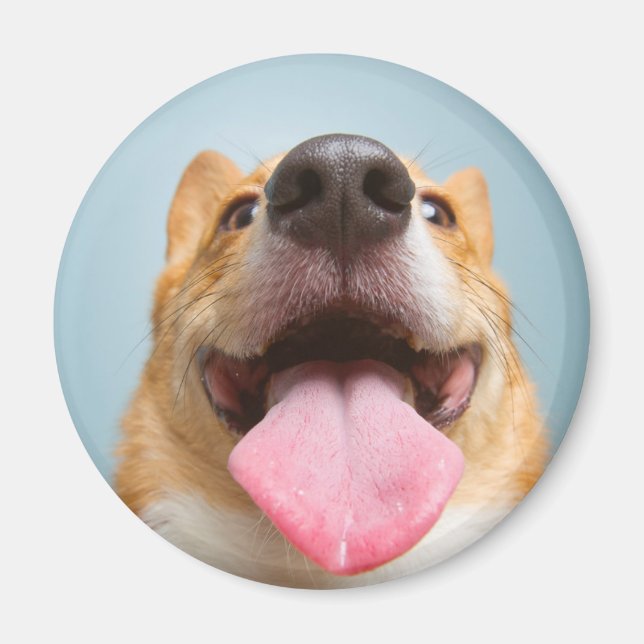 Imã Imagens Getty | Corgi muito feliz (Frente)