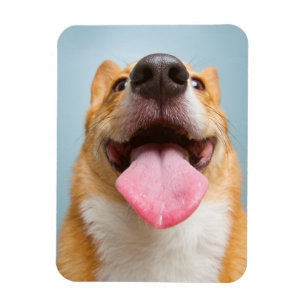 Ímã Imagens Getty   Corgi muito feliz