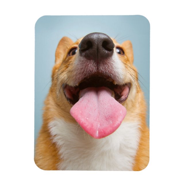 Ímã Imagens Getty | Corgi muito feliz (Vertical)
