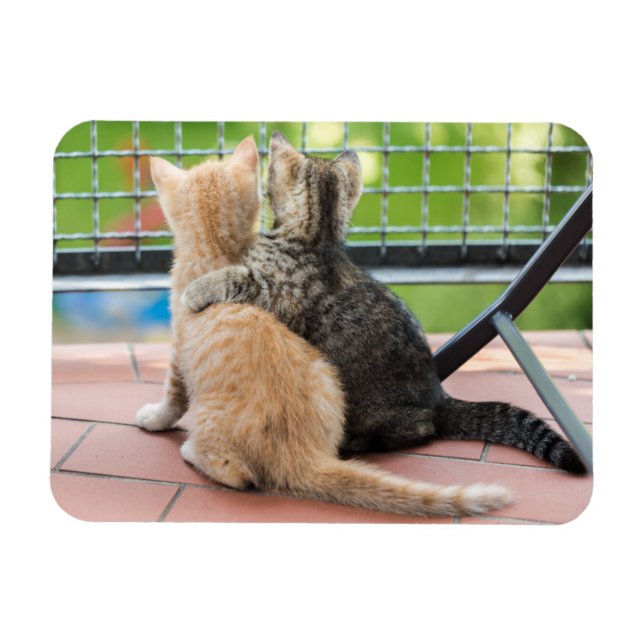 Ímã Imagens Getty | Dois gatinhos numa sacada (Horizontal)