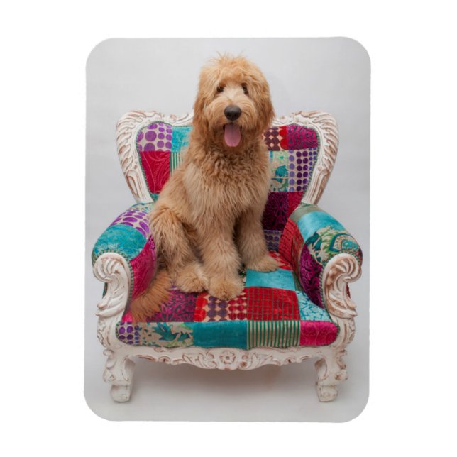 Ímã Imagens Getty | Goldendoodle (Vertical)