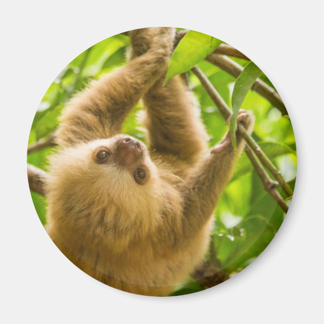 Imã Imagens Getty | Lama para Baixo (Frente)