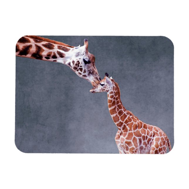 Ímã Imagens Getty | Madre e bebê girafa (Horizontal)