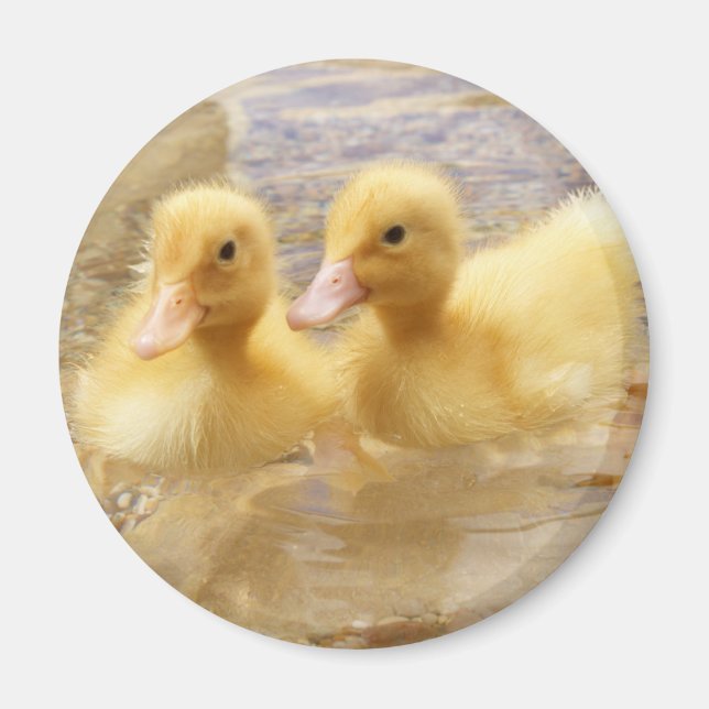 Imã Imagens Getty | Patos Amarelos Felpudos (Frente)