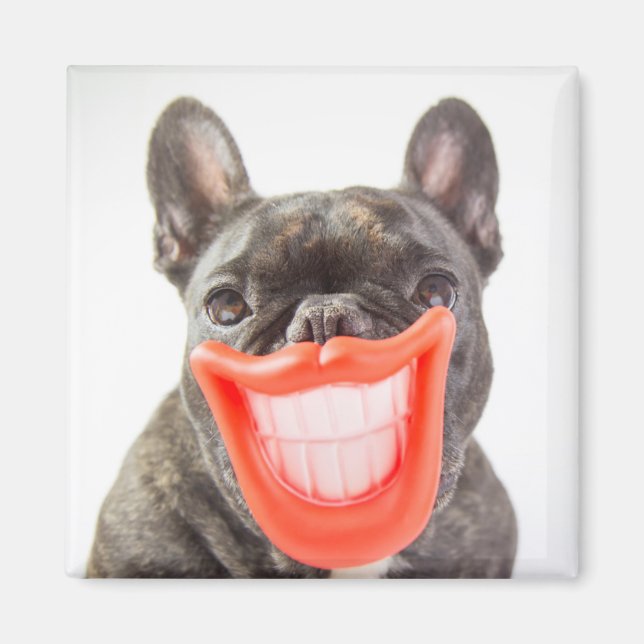 Imã Imagens Getty | Um Cachorro Sorridente (Frente)