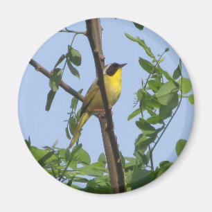 Imã Ímago de Warbler de Yellowthroat Frequentes
