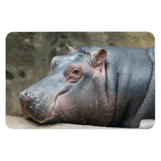 Ímã Ímago Hippopotamus (Horizontal)