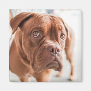 Imã Íman 11 Cachorro