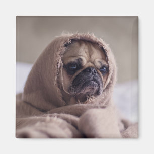 Imã Íman 3 Cachorro Cortado