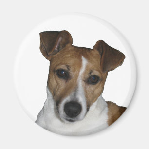 Imã Íman, aproximadamente, Jack Russell Terrier