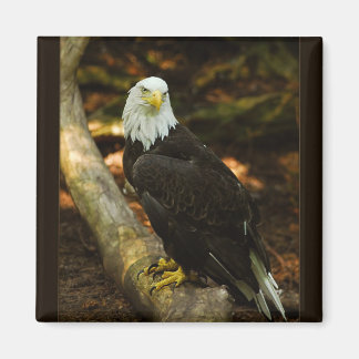 Imã Íman Bald Eagle