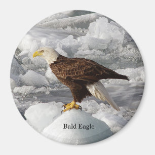 Imã Íman Bald Eagle