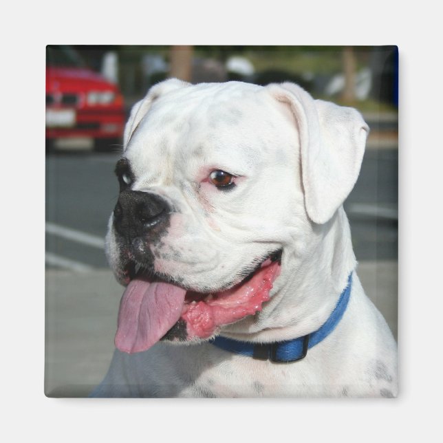 Imã Íman branco Boxer (Frente)