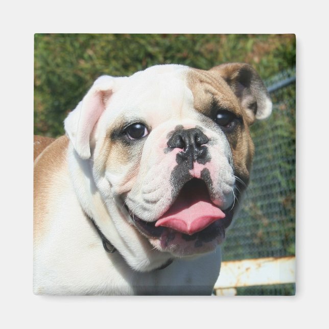 Imã Íman Bulldog (Frente)