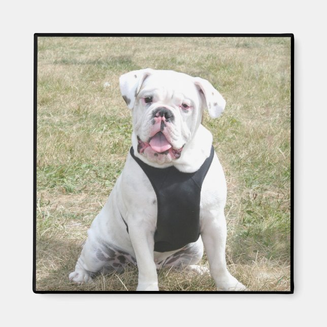 Imã Íman Bulldog Branco (Frente)