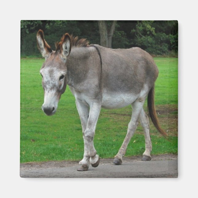 Imã Íman burro (Frente)