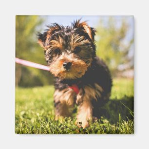 Imã Íman Cachorro Cachorro 5