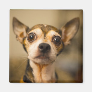 Imã Íman Cachorro Cortado 10