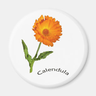 Imã Íman - Calendário e texto