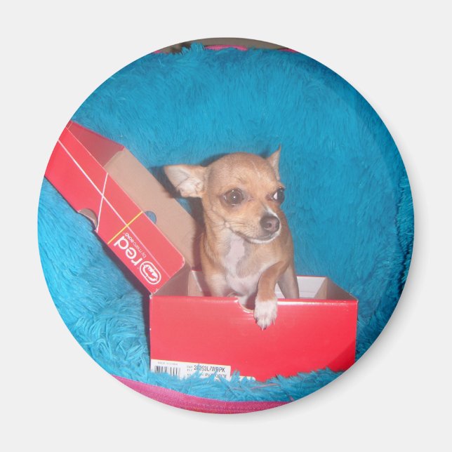 Imã Íman canino (Frente)