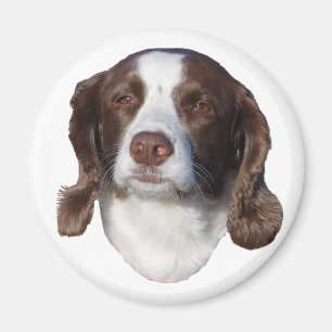 Imã Íman canino