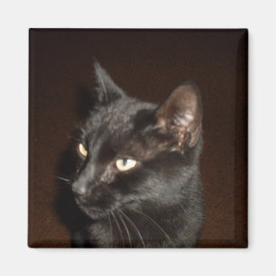 Imã Íman CAT PRETO