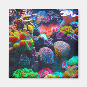 Imã Íman colorido do oceano